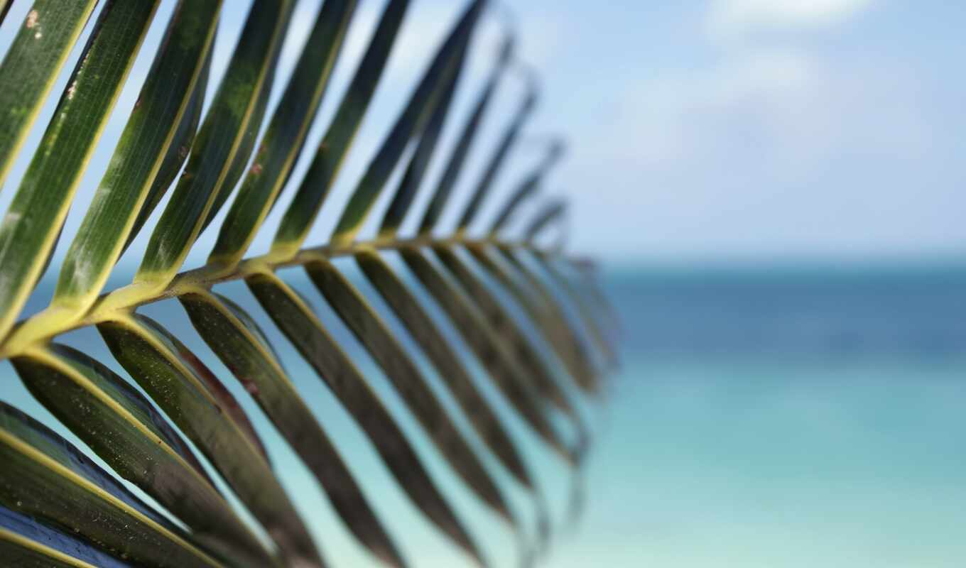 tree, beach, field, sea, palm, leaf, blurring, depth