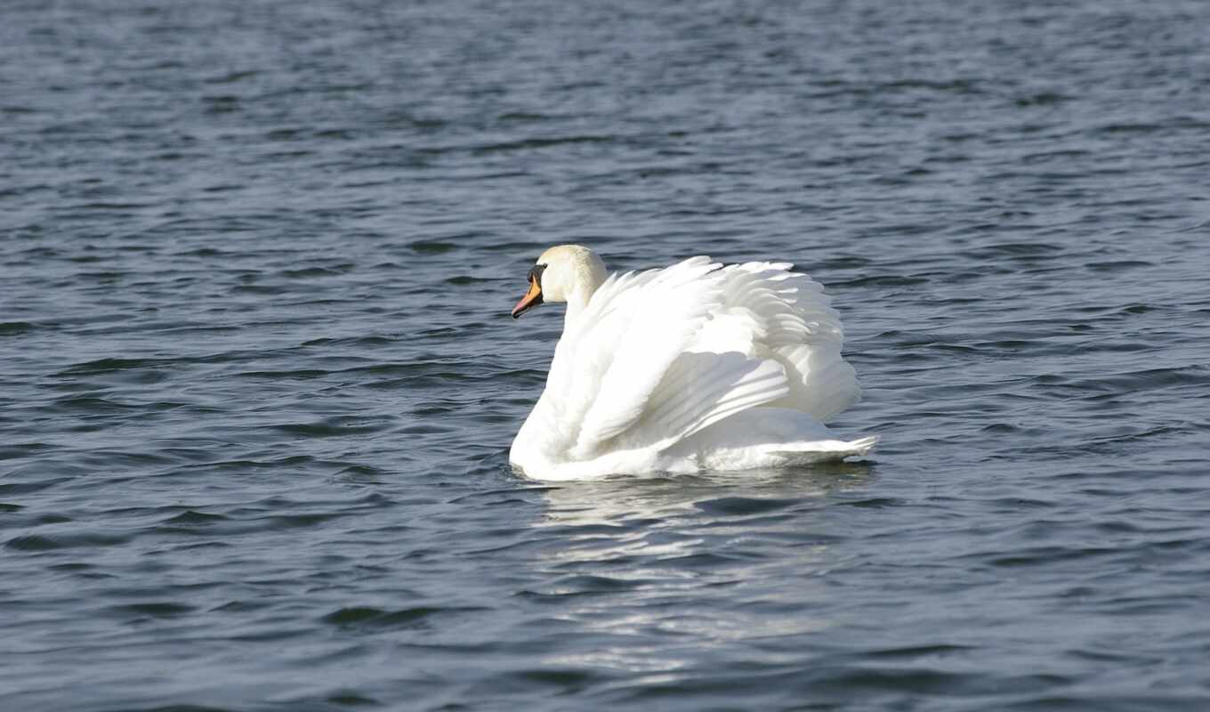 white, water, swan