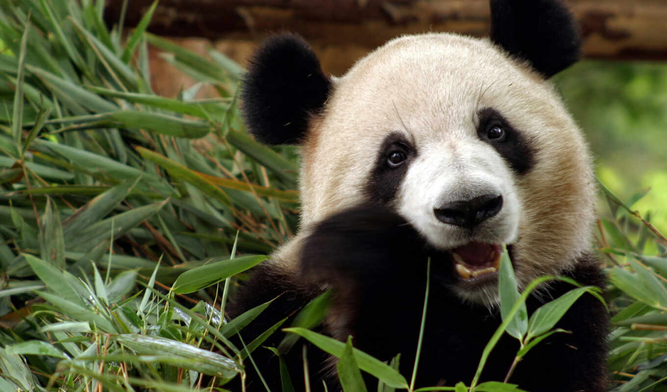 panda, bear, bamboo