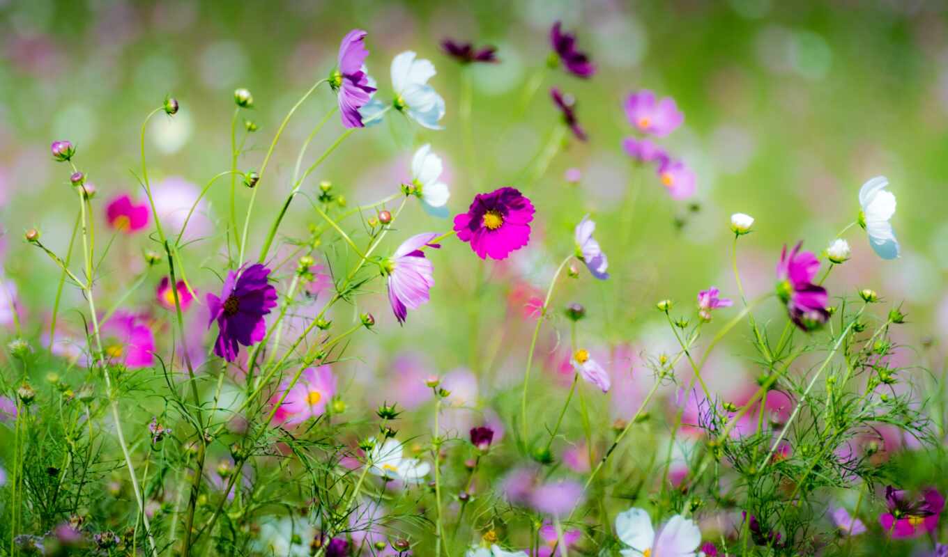 природа, цветы, страница, красивые, flowers, весна, космея, размытость