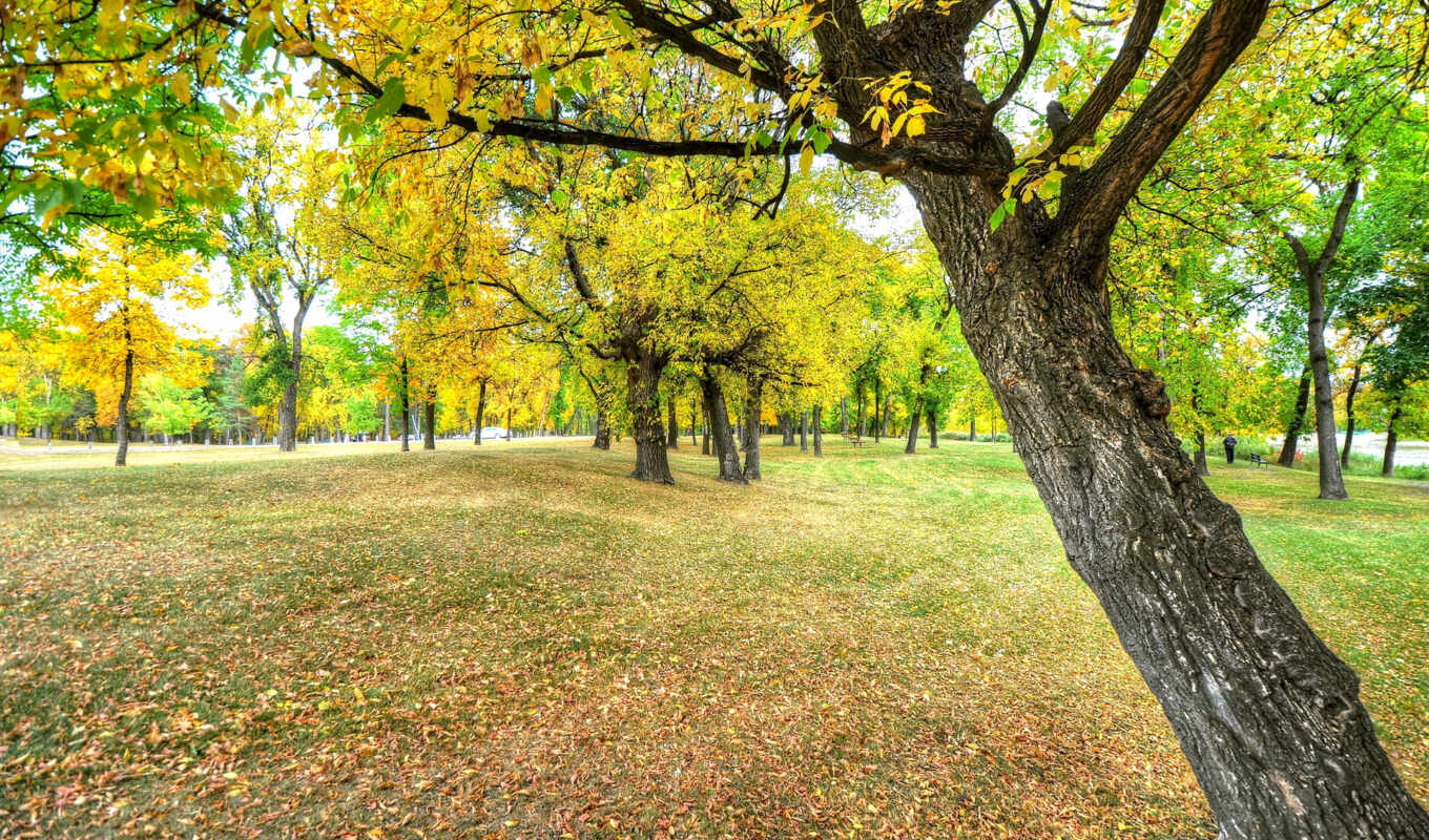 pictures, for, photos, autumn, pin, park, trees, bench, banco