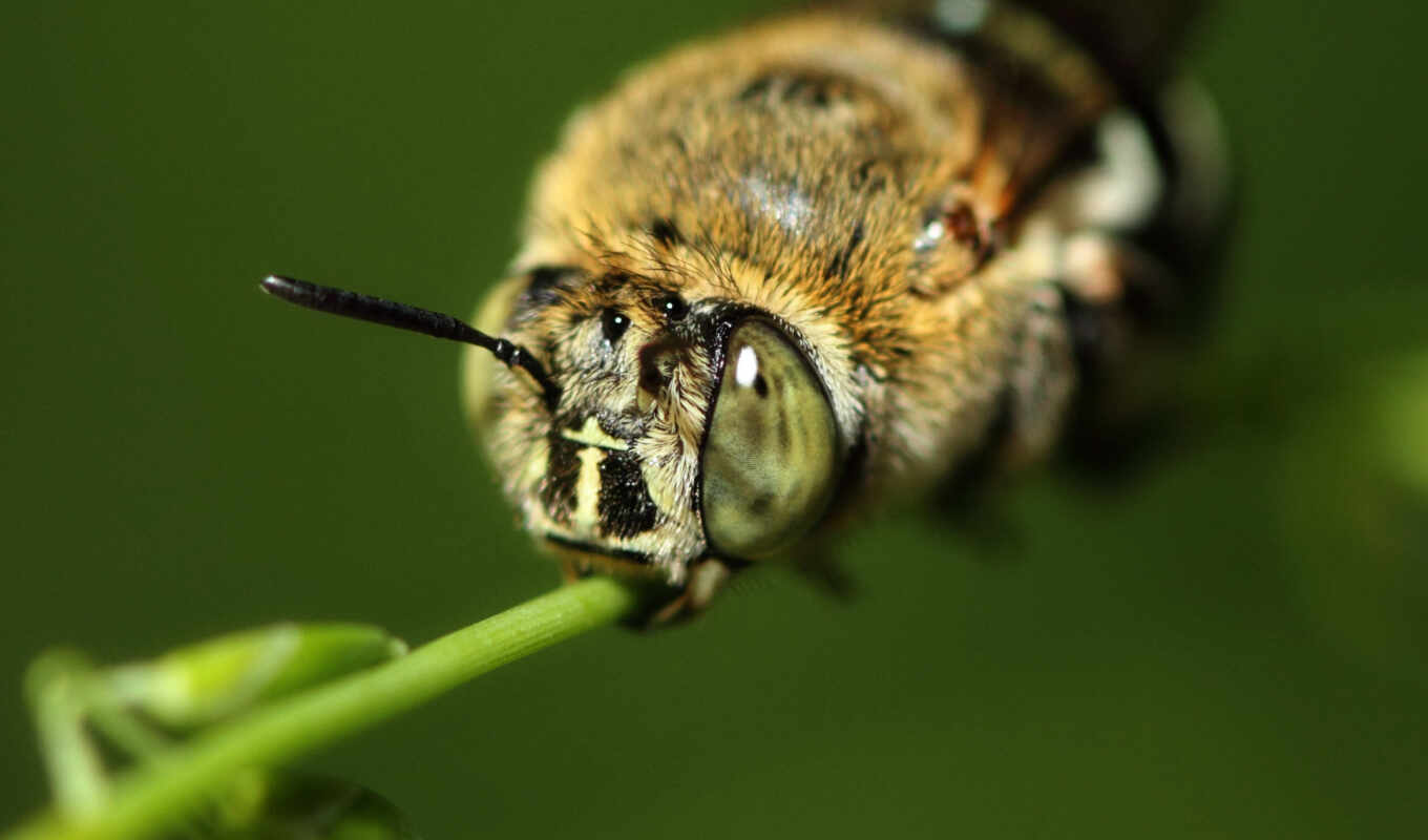 bee, images, top, bees, insect