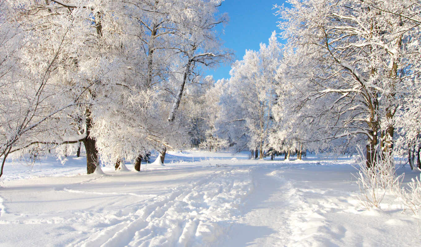природа, снег, winter, лес, one, branch, ёль, trail, снежная