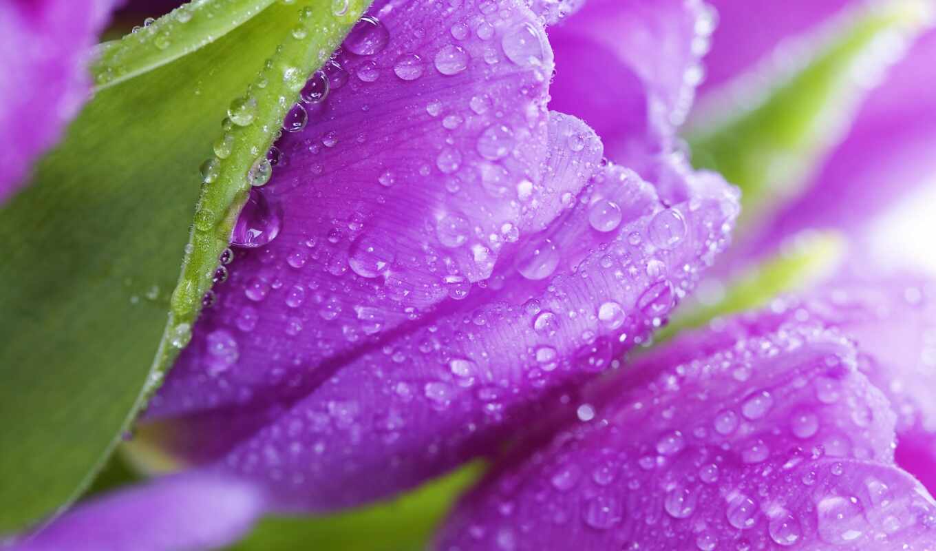 фиолетовый, красавица, flowers, листва, тюльпаны, tulips, cvety, фиолетовые, лепестки