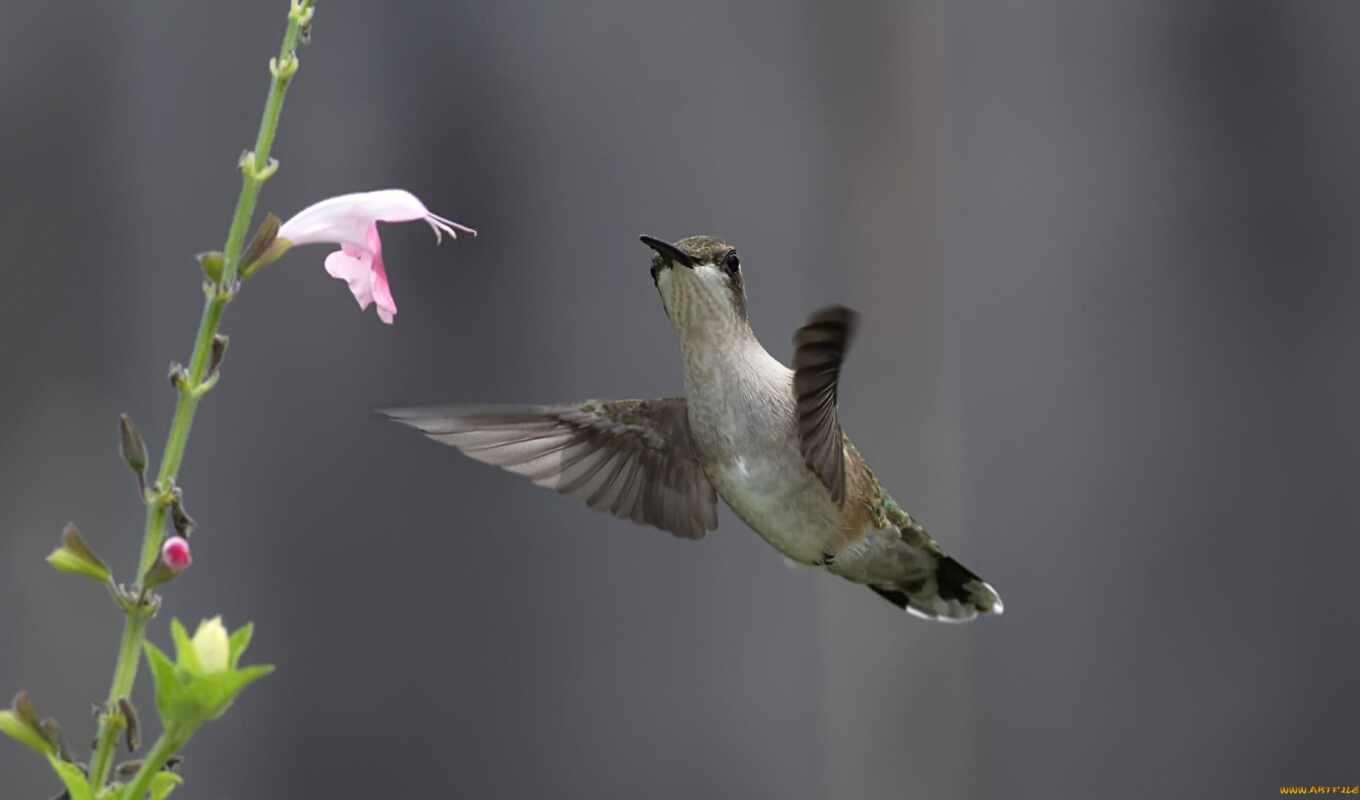 desktop, free, a computer, background, background, animated, hummingbirds