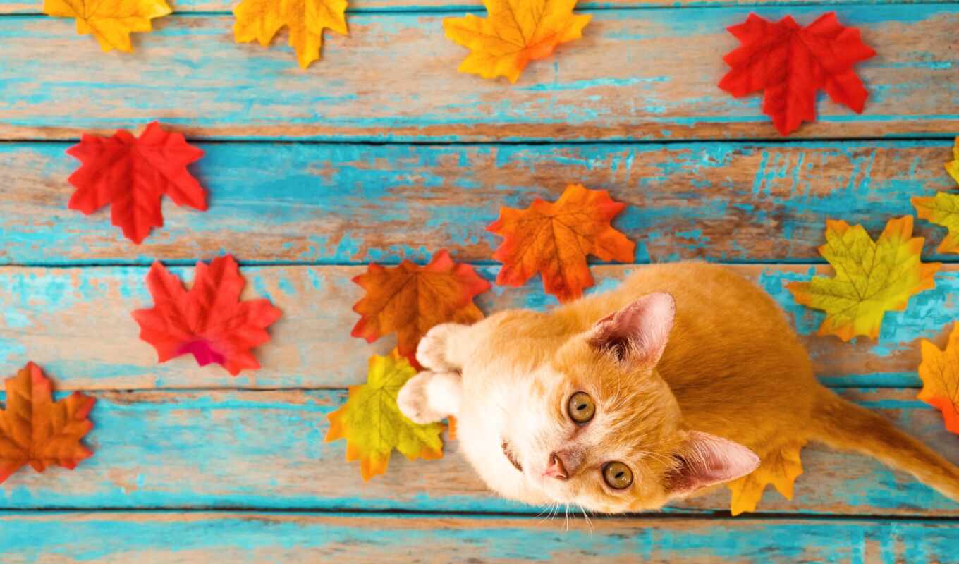photo, vector, vintage, cat, autumn, screen, pet, leaf, thanksgiving, sheet, cat