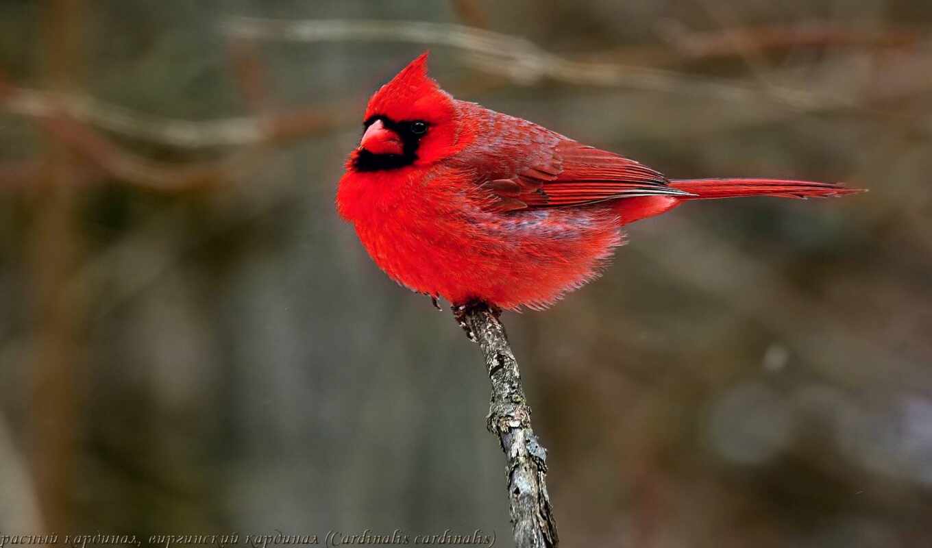 red, птица, кардинал, птичка, funart