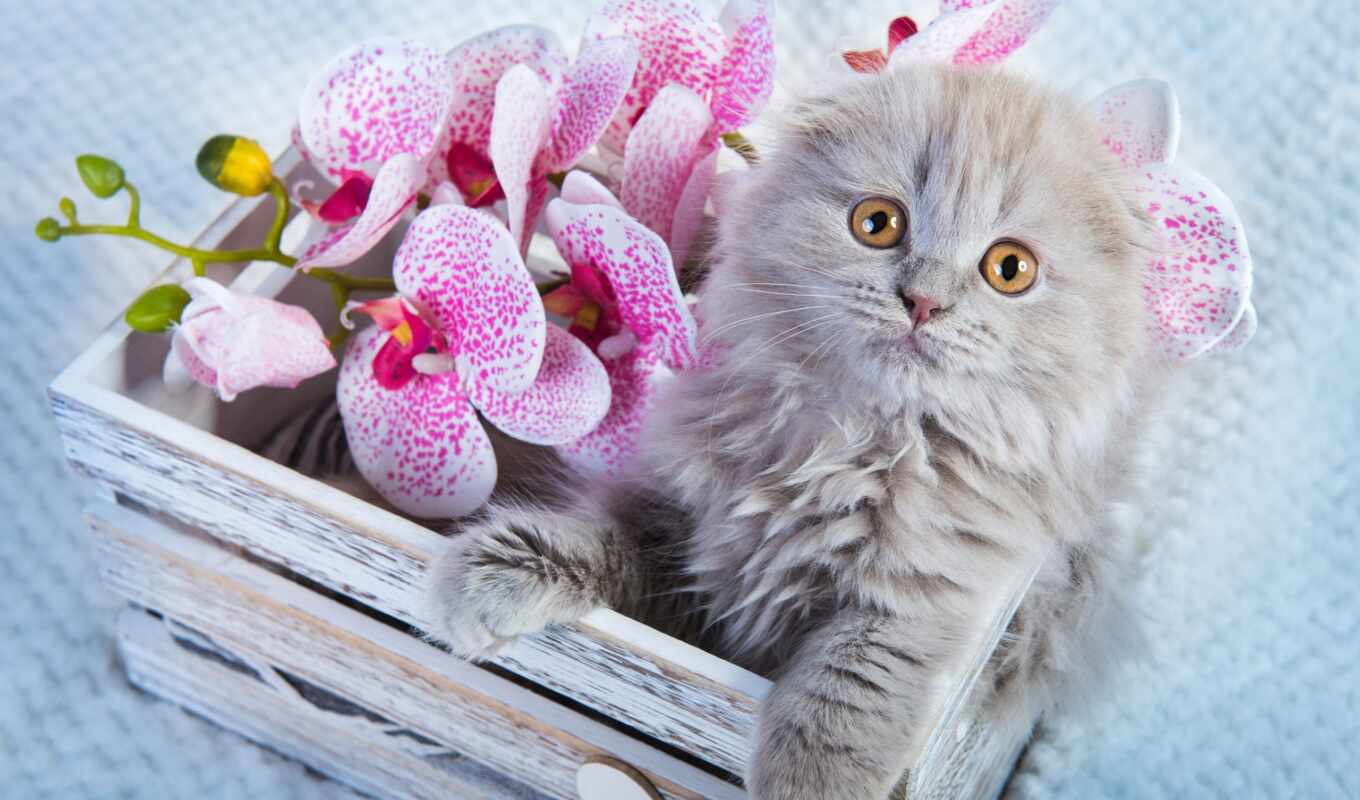 photo, flowers, white, cat, kitty, orchid, scottish, fold, royalty, high, chat