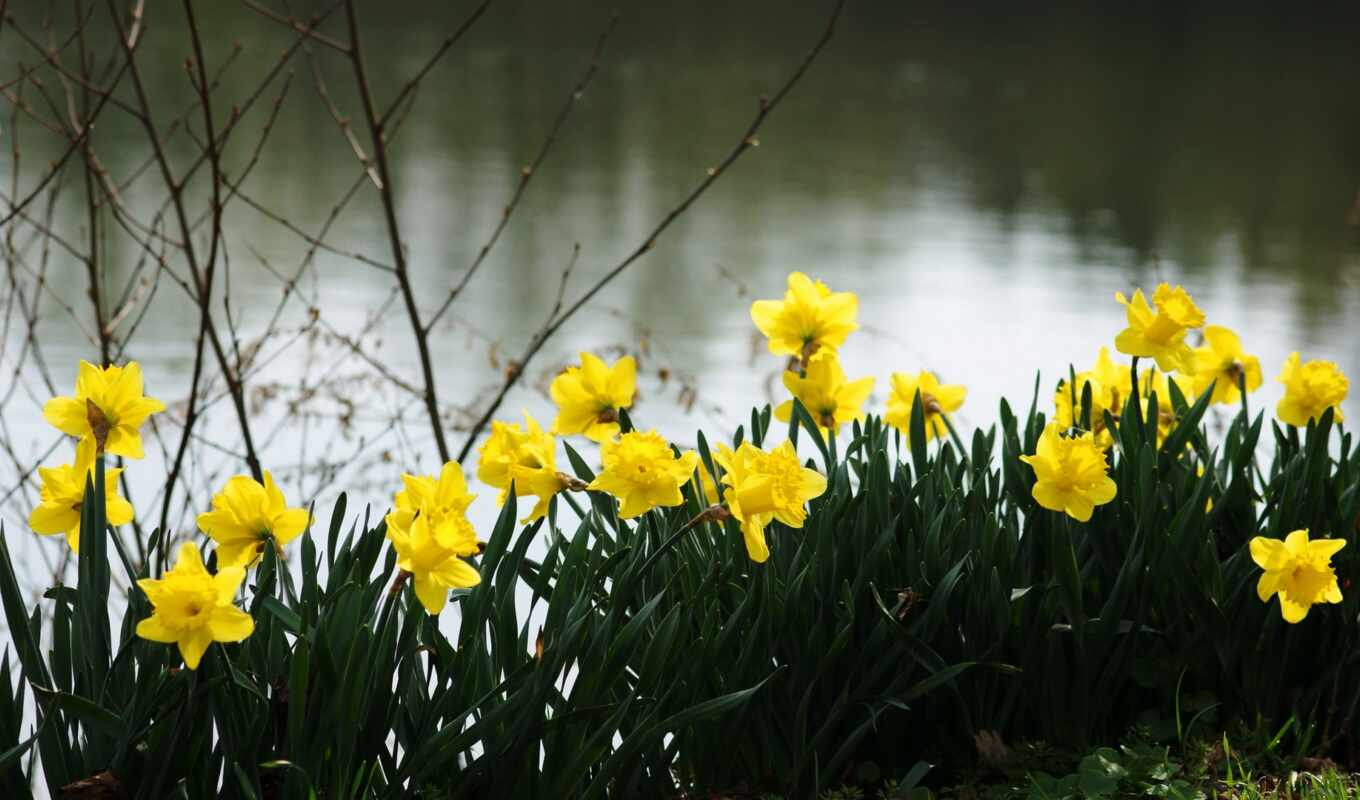 цветы, narcissus, daffodil