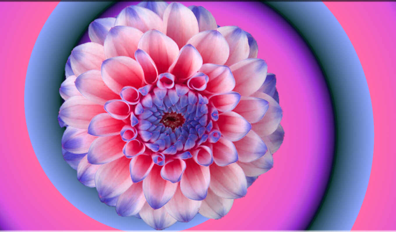 цветы, gradient, розовый, spiral