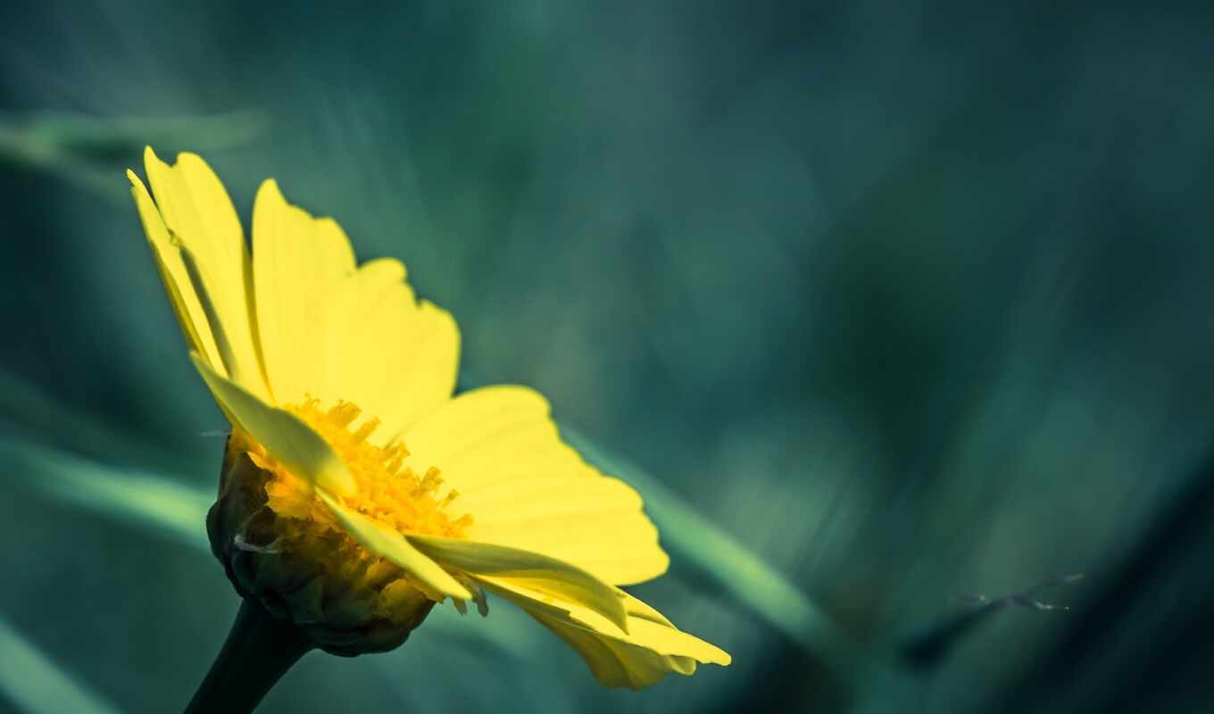 nature, flowers, a computer, petals, sunlight, petal, plant, yellow, flash