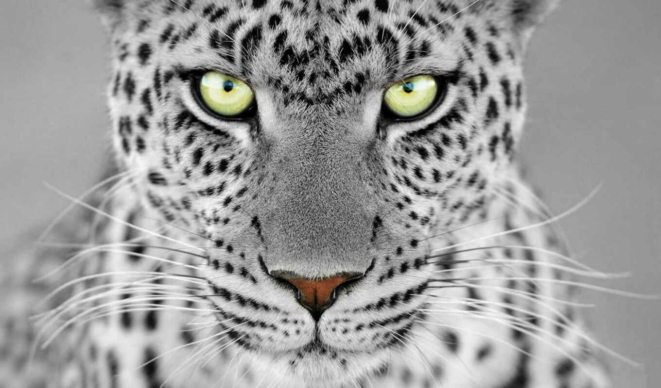 snow, cat, animals, leopard, animal, jaguar, color, selective, rare