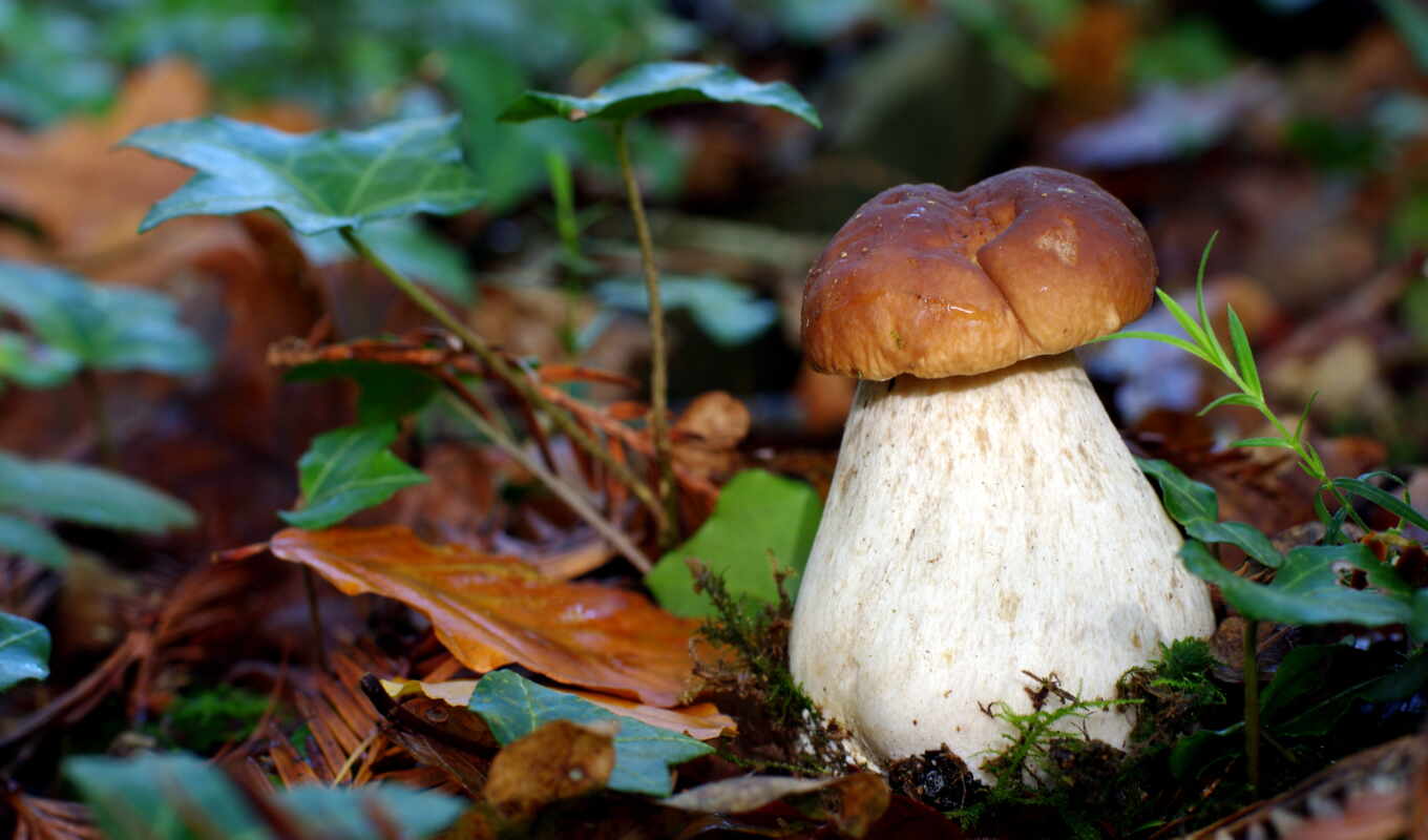 white, белые, белых, mushroom, чему, грибов, грибы, снятся, pogribam