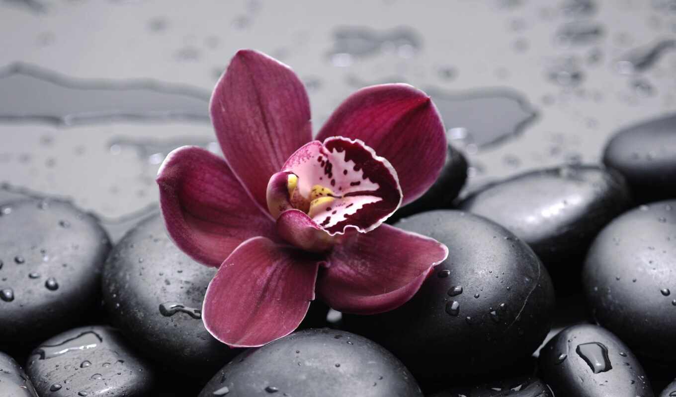 орхидея, орхидеи, sale, доставка, бордовая, фотообоев, модульные, беларуси, фотопанно, manufacture, фотообои