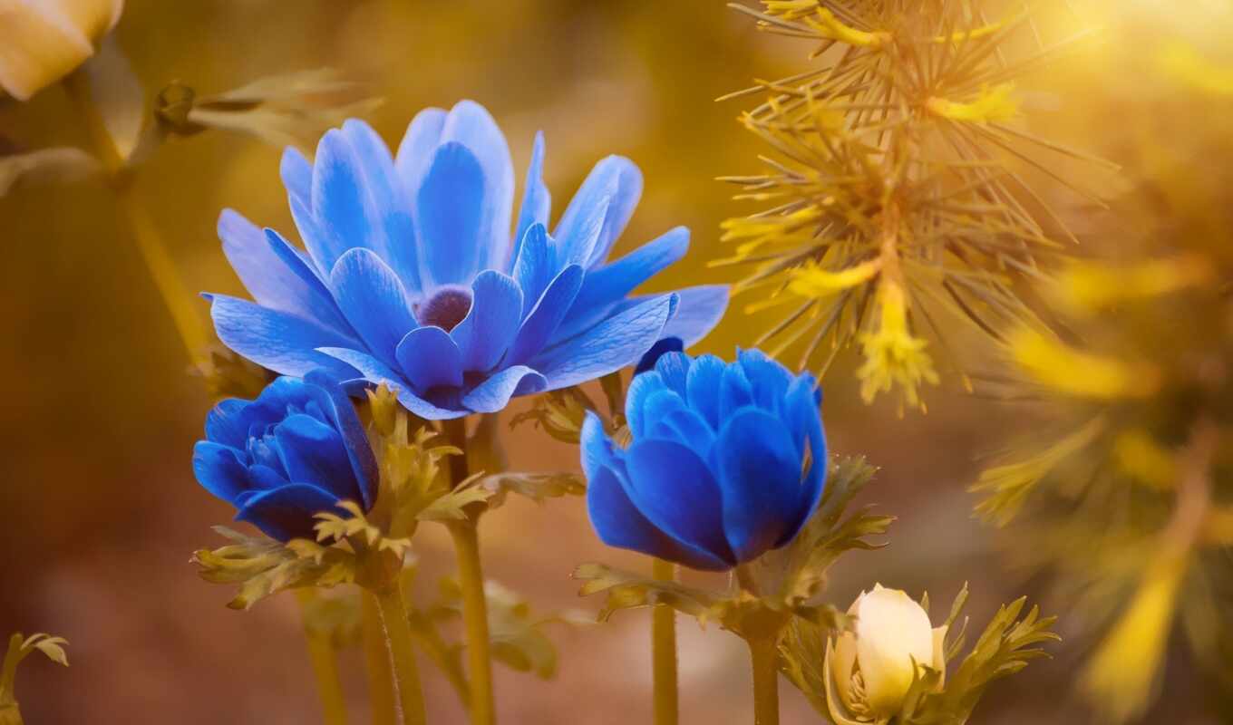 good, flowers, blue, scheme, evening, palette, morning, color, anemone