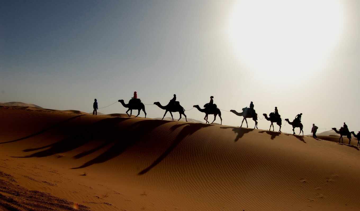пустыня, camel