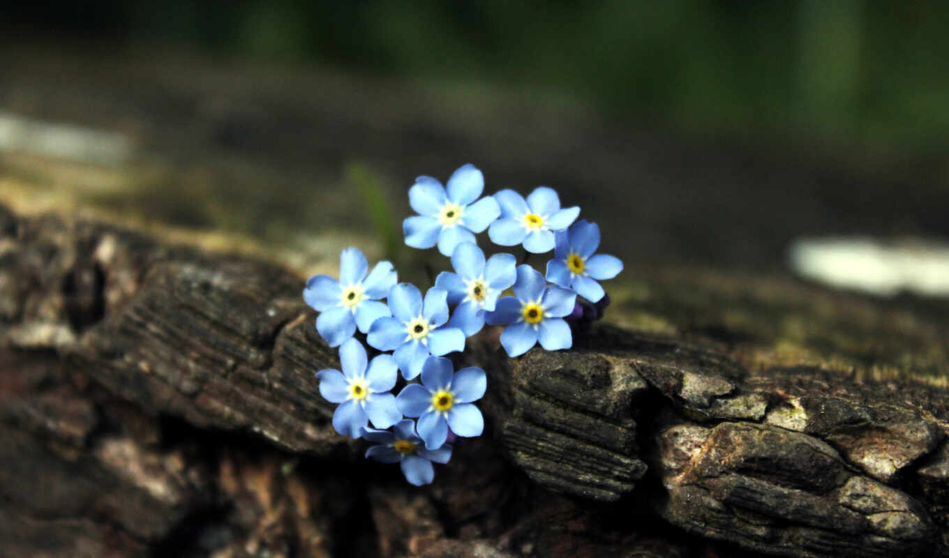 flowers, blue, picture, to find, hoa, thous, to forget, forget - me - not