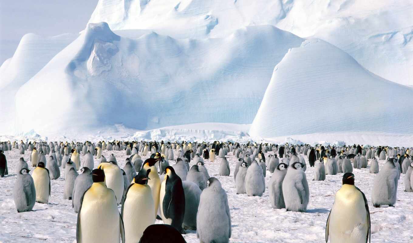 снег, пингвин, антарктида