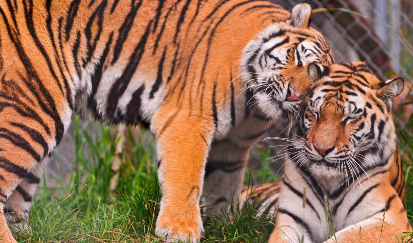 more, love, images, tiger, day, pinterest, tigers, cuddle