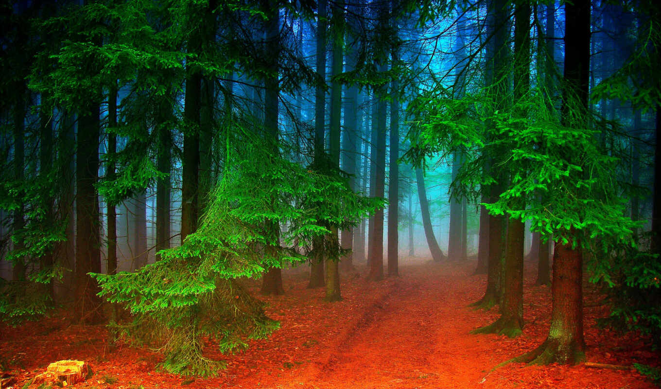 nature, page, beautiful, forest, photos, already, forest, fairy tale, the woods