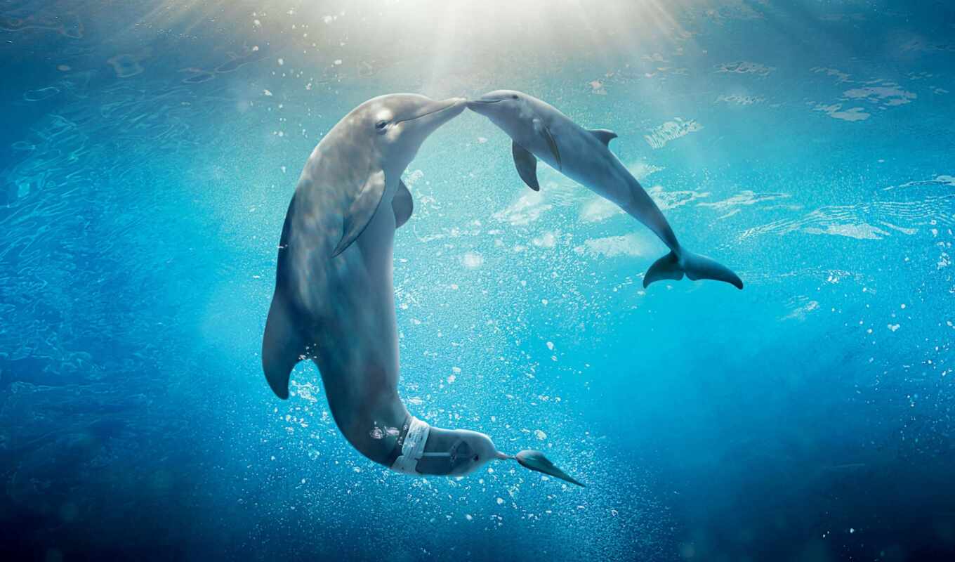 characteristics, light, under, dolphins, dolphin, with water, dolphins, trial, coral