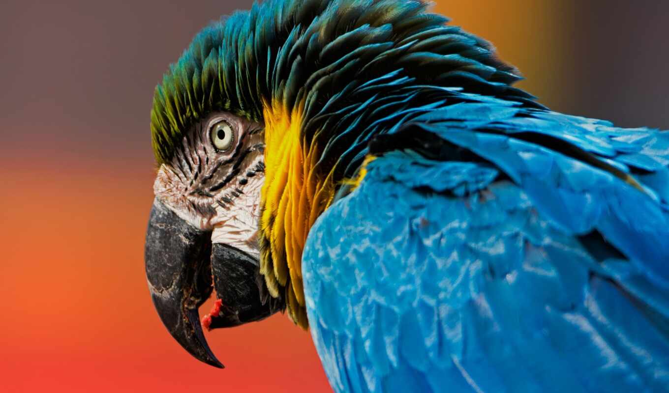 blue, птица, клюв, перо, macaw, scare, golov