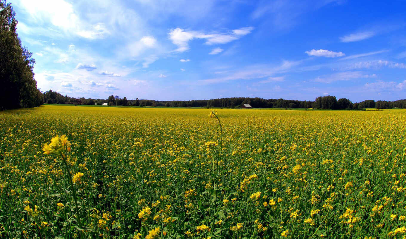 поле, жёлтое, цветов, margin, газоны