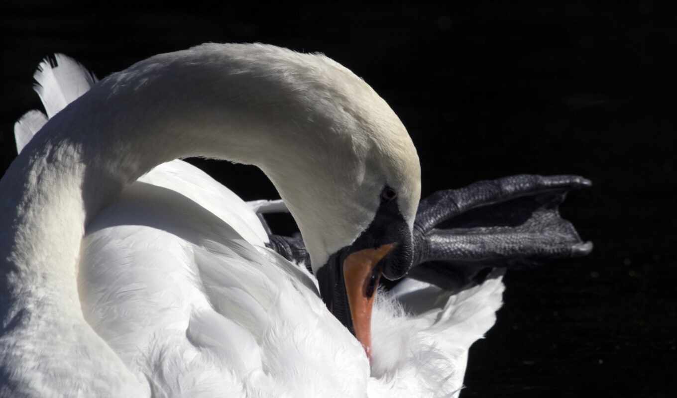 black, swans, swan, foot, free, webbed