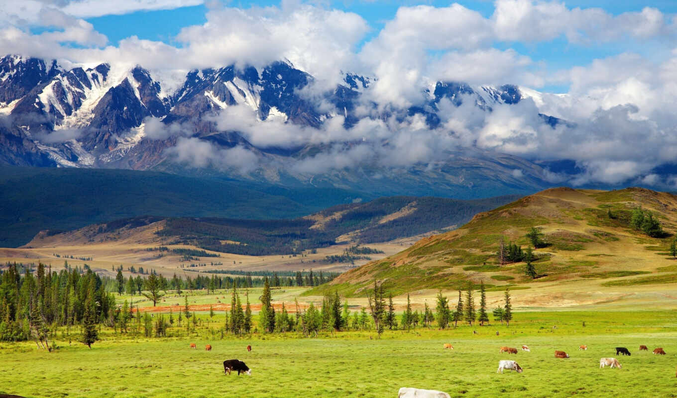 природа, зелёный, landscape, красавица, долина, пастбище, zhivotnye, горные угодья, коровы, горы