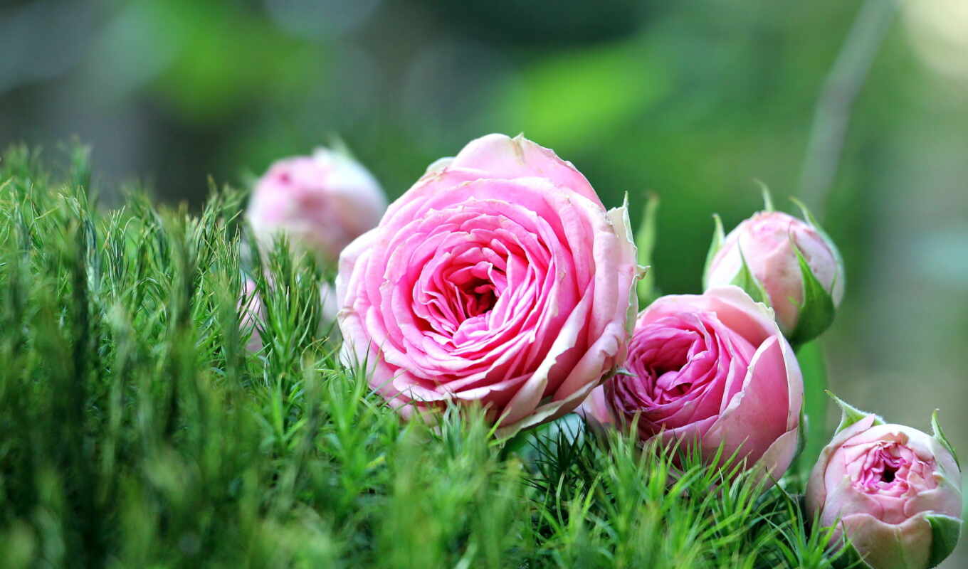 хороший, цветы, роза, free, images, flowers, розовый, утро, pixabay