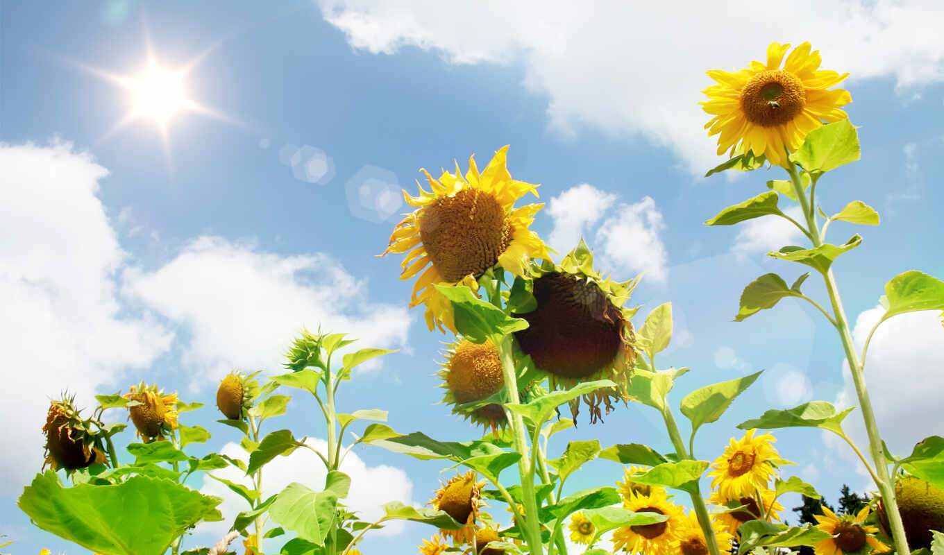 sky, summer, sun, field, sunflowers, cvety, highlights