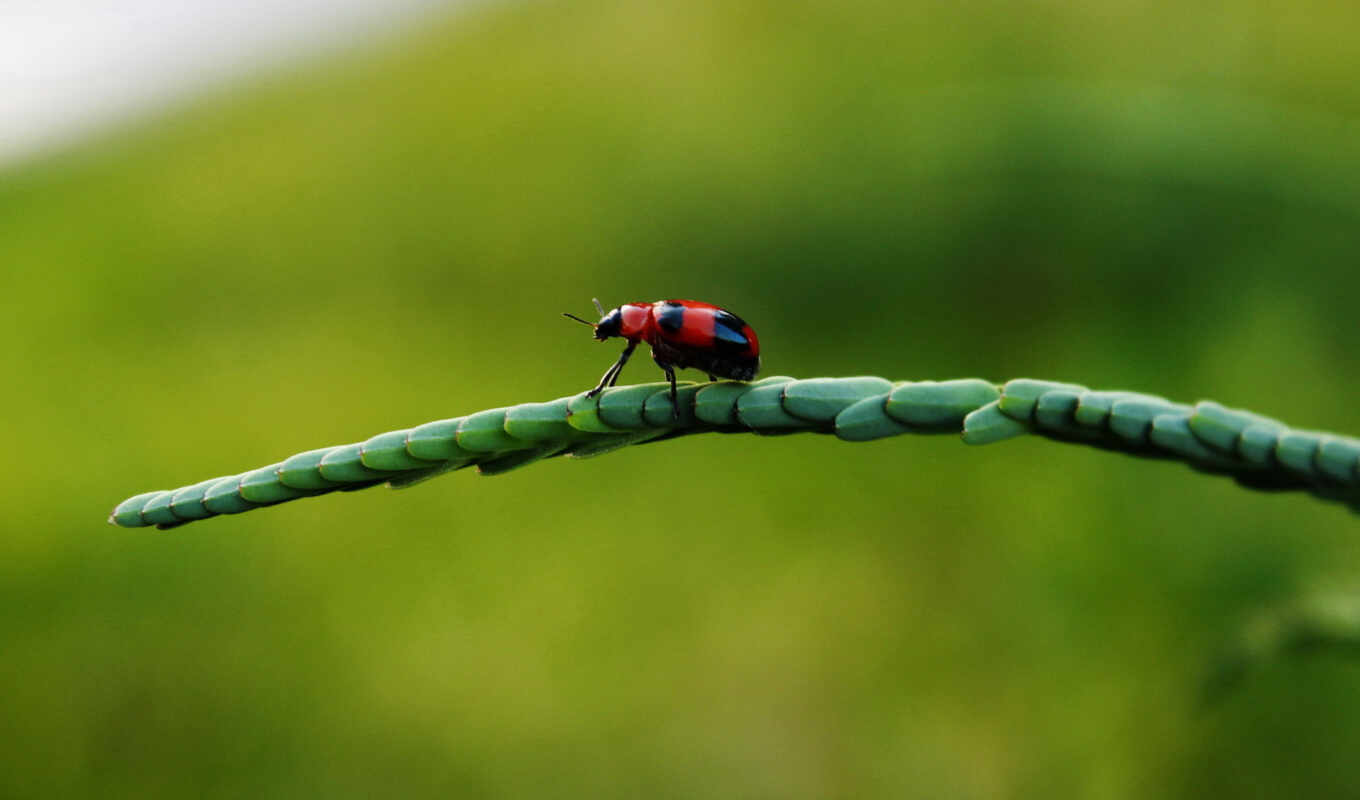 ladybug, https, miraculous