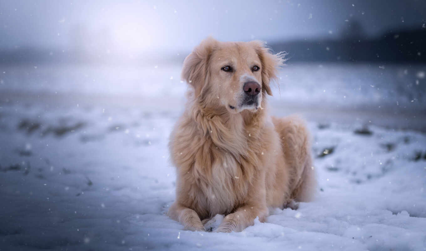 new, snow, dog, golden, breed, retriever, gold i