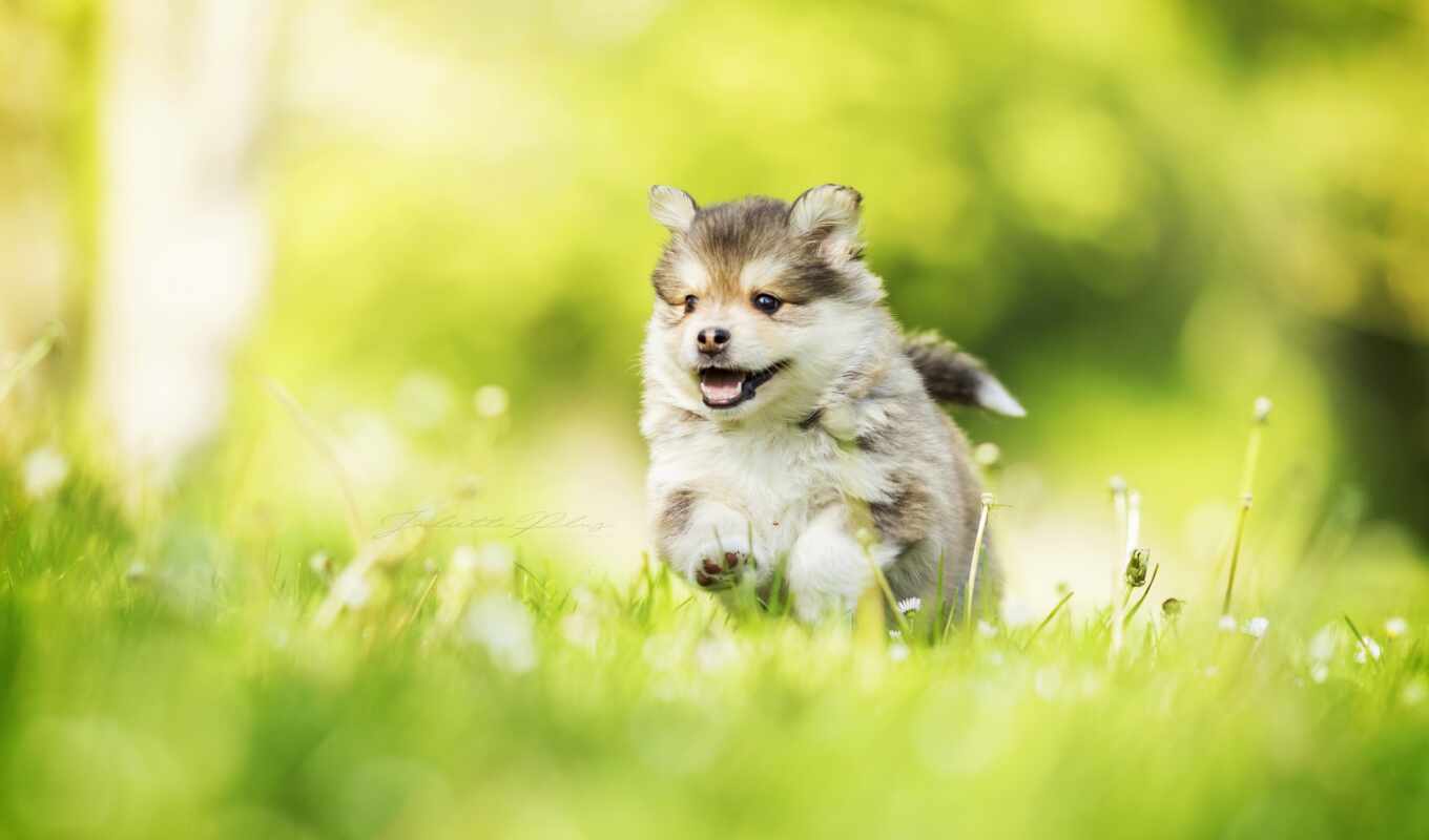 good, cute, puppy, rabbit, north, morning, lawn