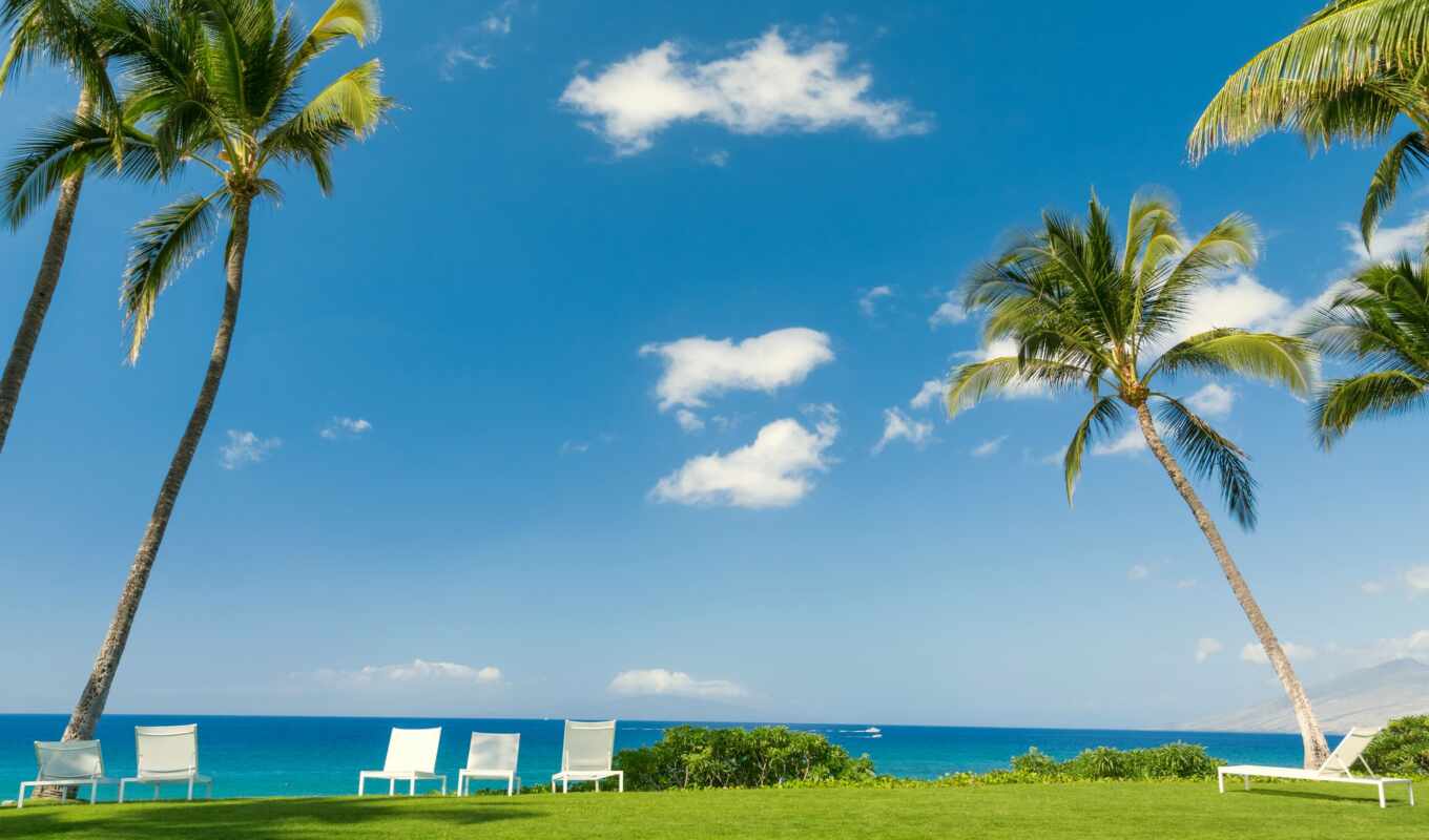 summer, дерево, пляж, palm, scenery, tropical, zone, outdoor, ft