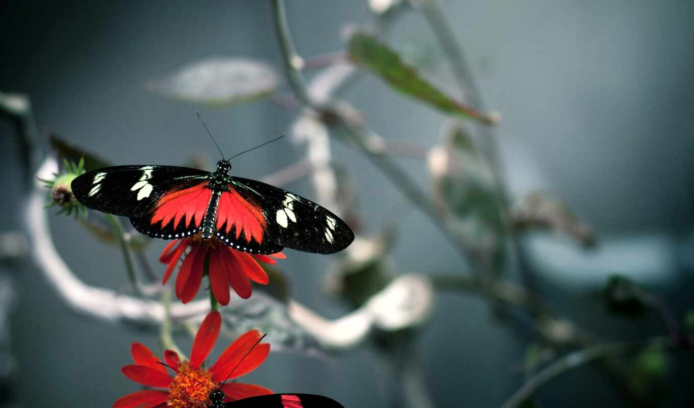 цветы, черная, бабочка, насекомое, красивый, makryi