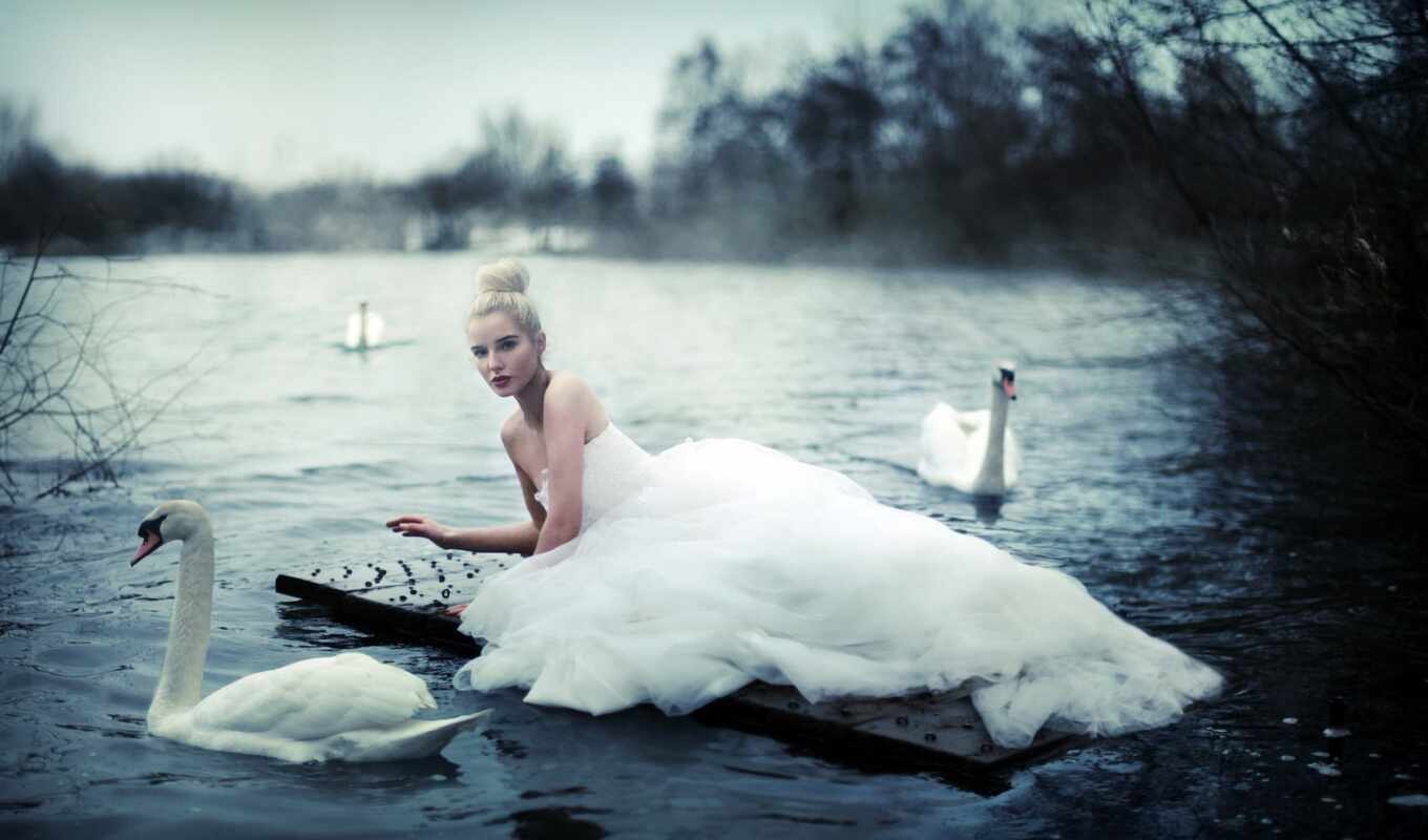 lake, with, swan, frase