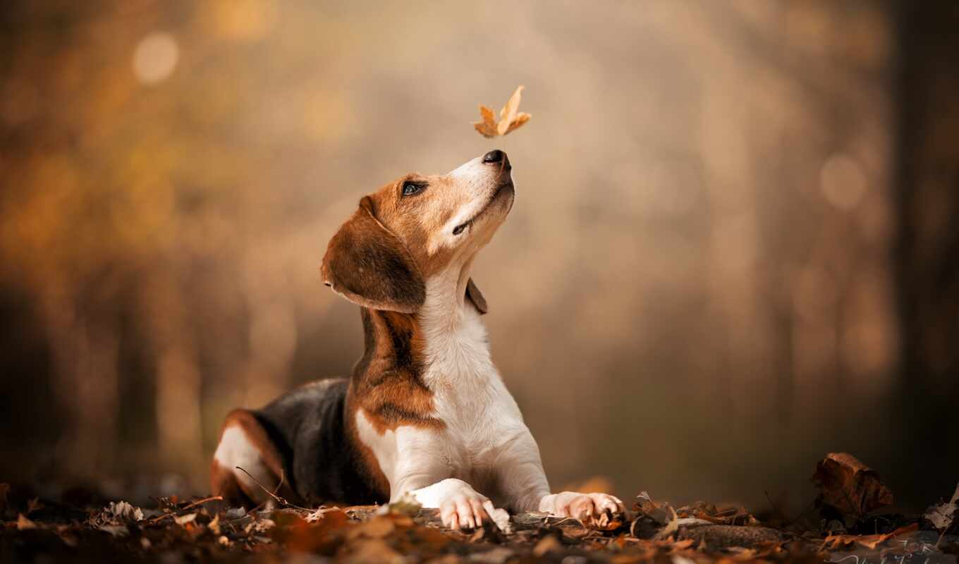 dog, autumn, puppy, animal, beagle, leaf, kenneth, graphy, pxfuelpage, pxfuelbeagle fuel beagle