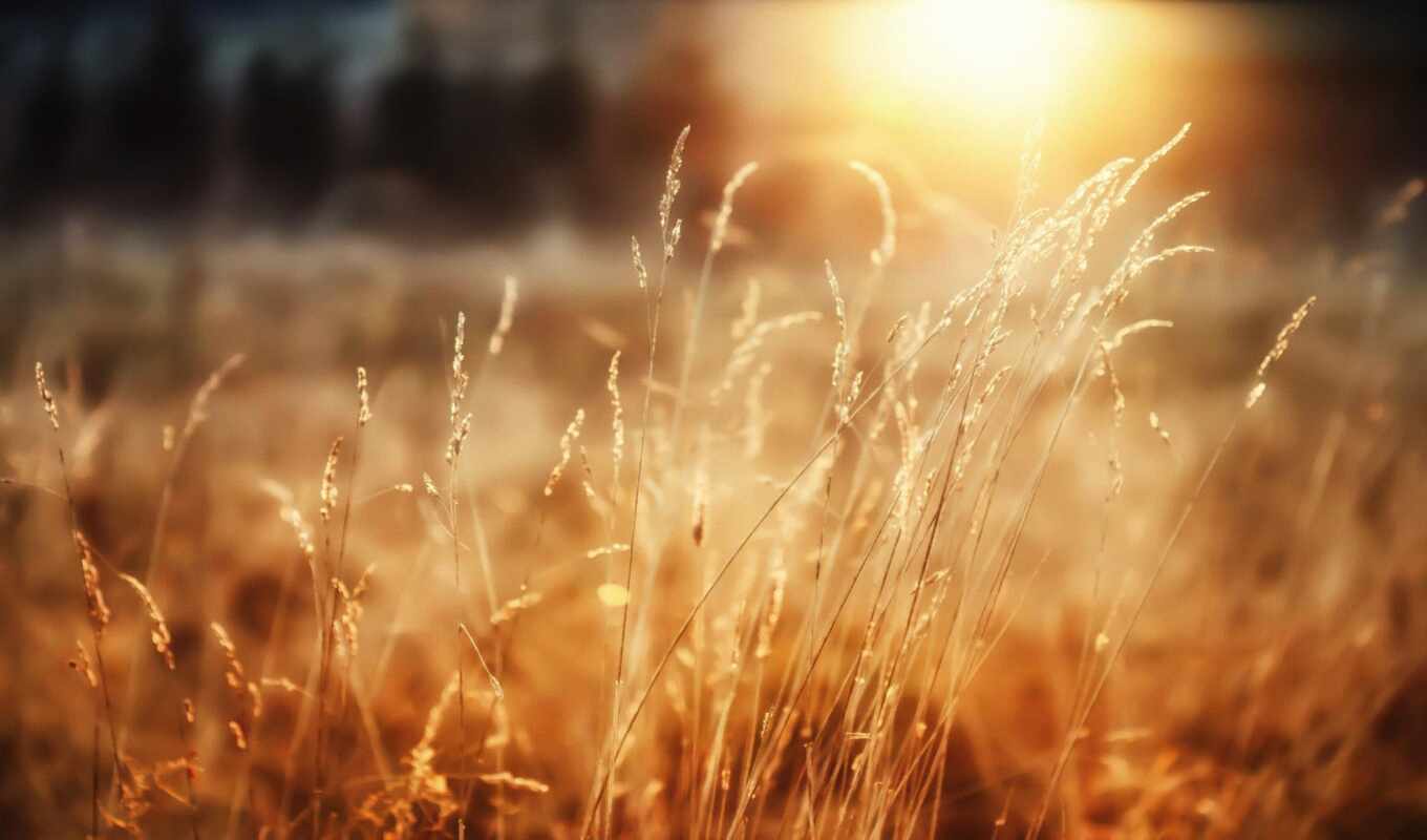 nature, graphics, sun, macro, grass, forest, morning, joy, wheat