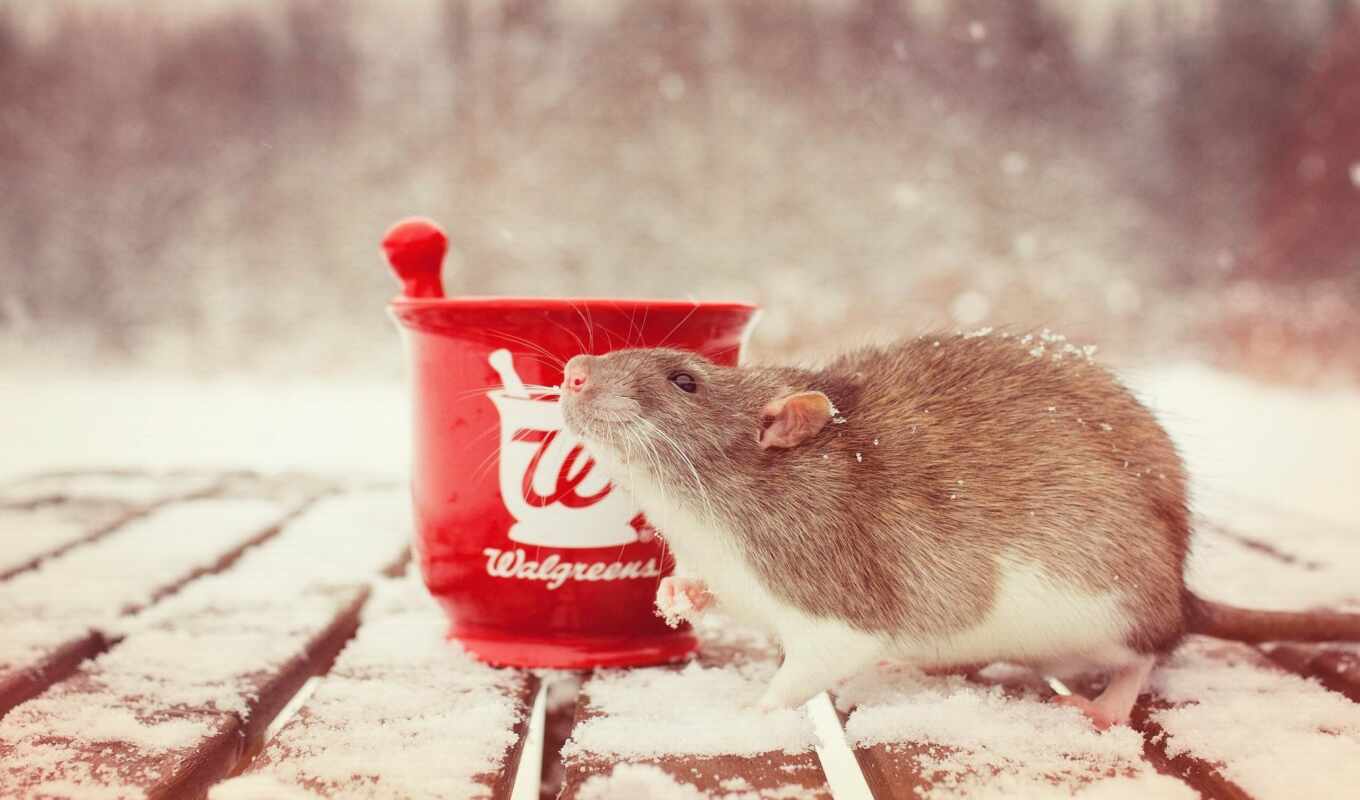 снег, winter, фотографий, cup, toy, хомяк, крыса, грызун, мортира