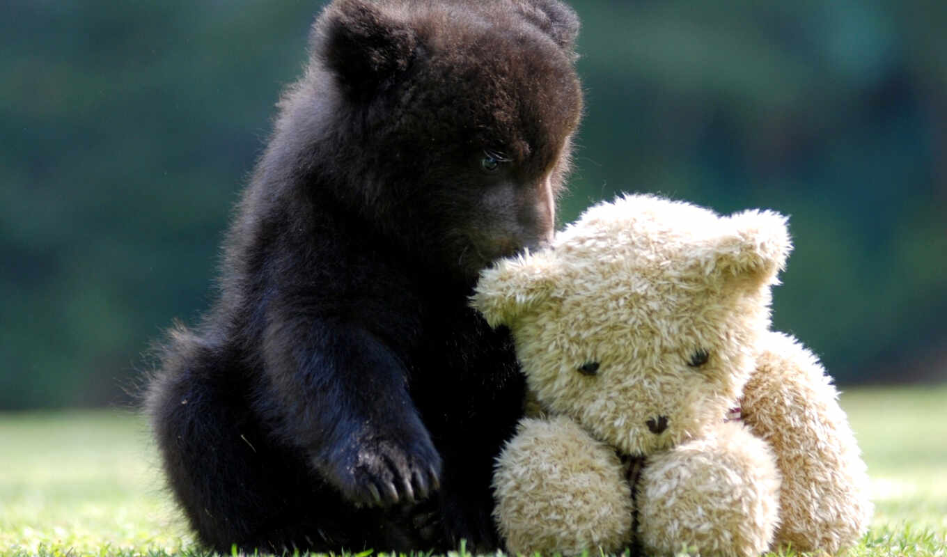 white, grass, high, bear, plush, toy, bear, bear