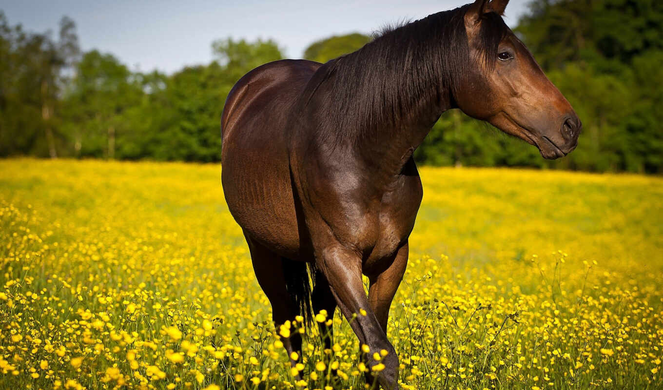 природа, лошадь, красавица, женский, день, места, cvety, zhivotnye, международный, весенне