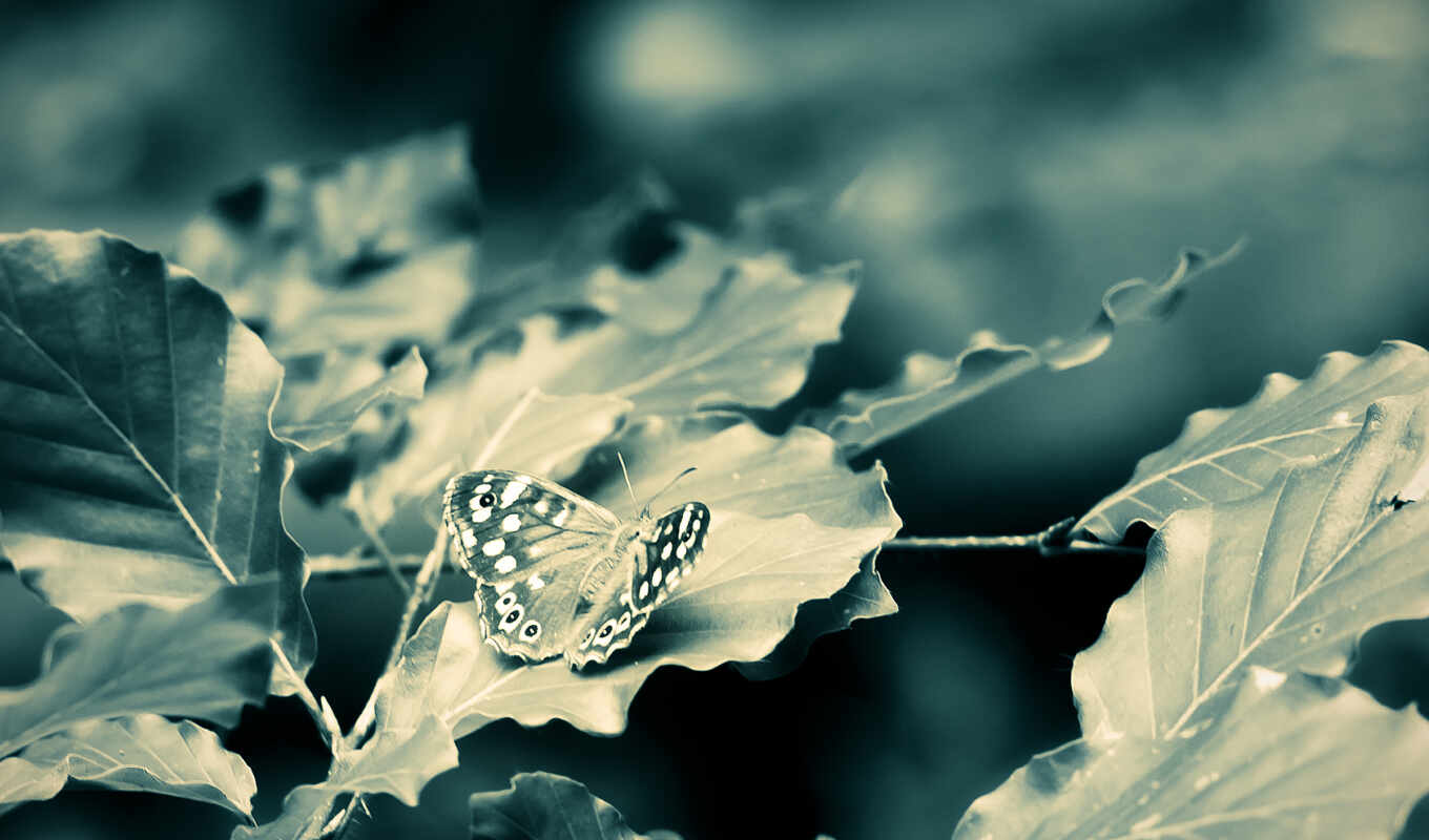 лист, бабочка, world, использование, one, life, собрать, качественные, fonwall