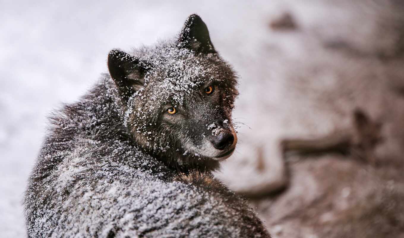 fox, wolf, grey, quiet, mm-hmm, snow, wolf, free, wool, kartinika, photography