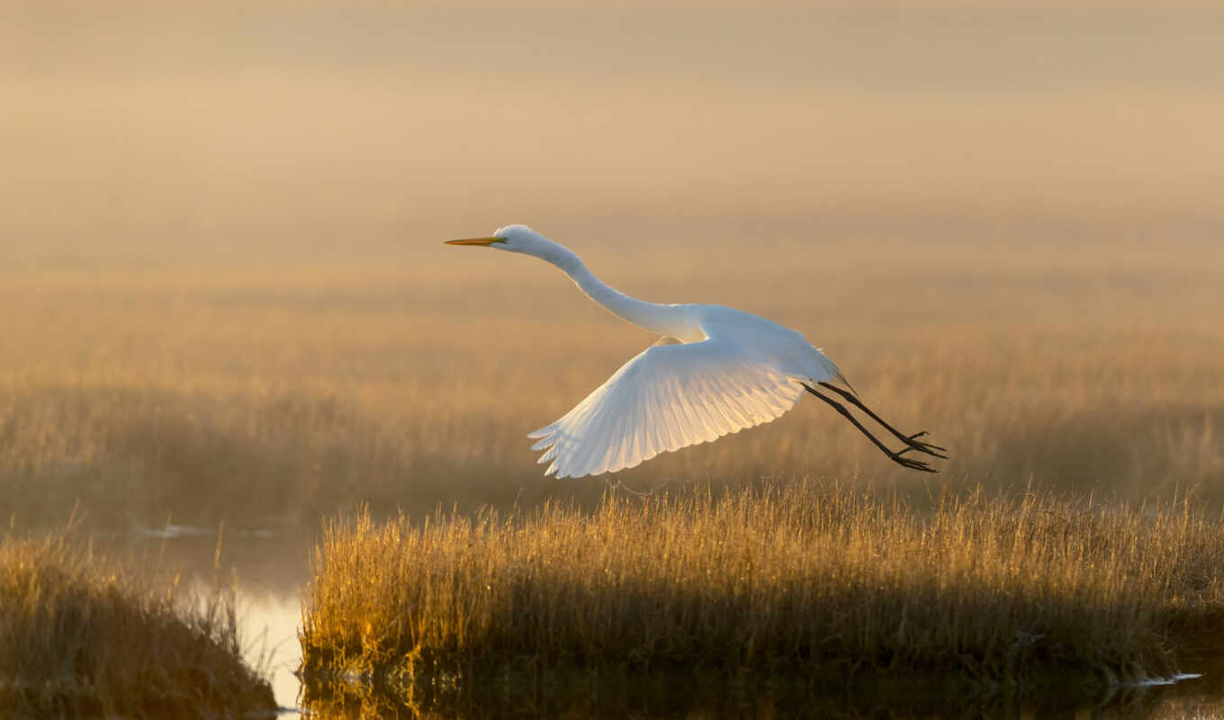 lake, nature, white, grass, bird, heron, swamp, egret