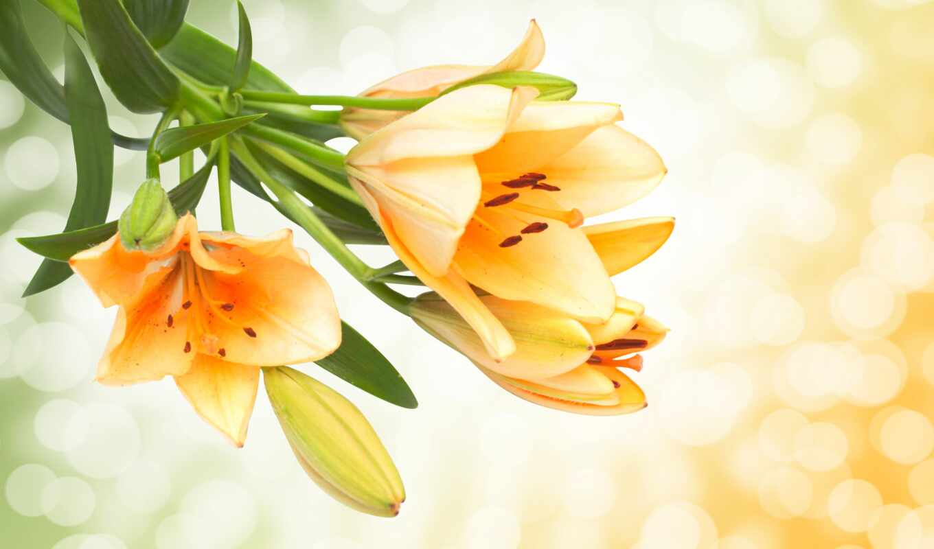 flowers, gallery, yellow, lily, bud, rare, ly, pxfuelpage
