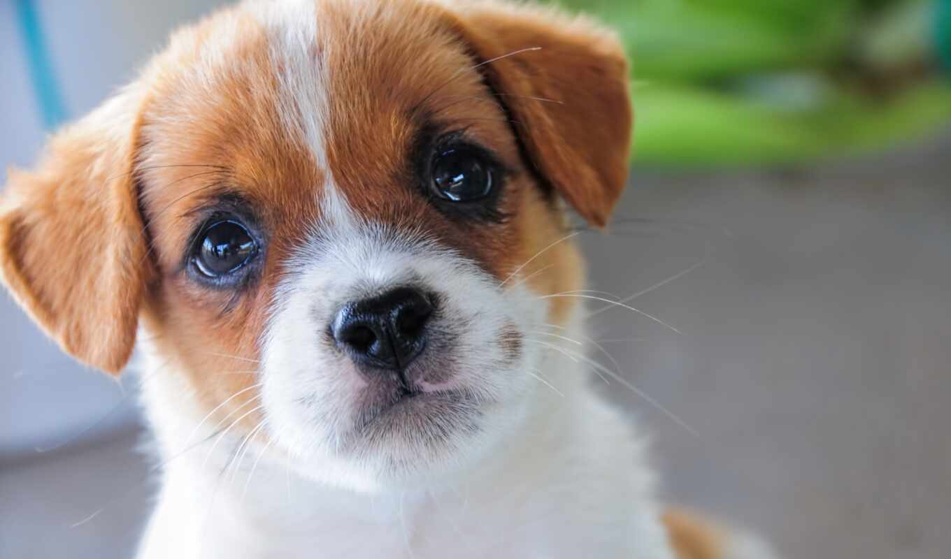 cute, собака, portrait, щенок, animal, pet