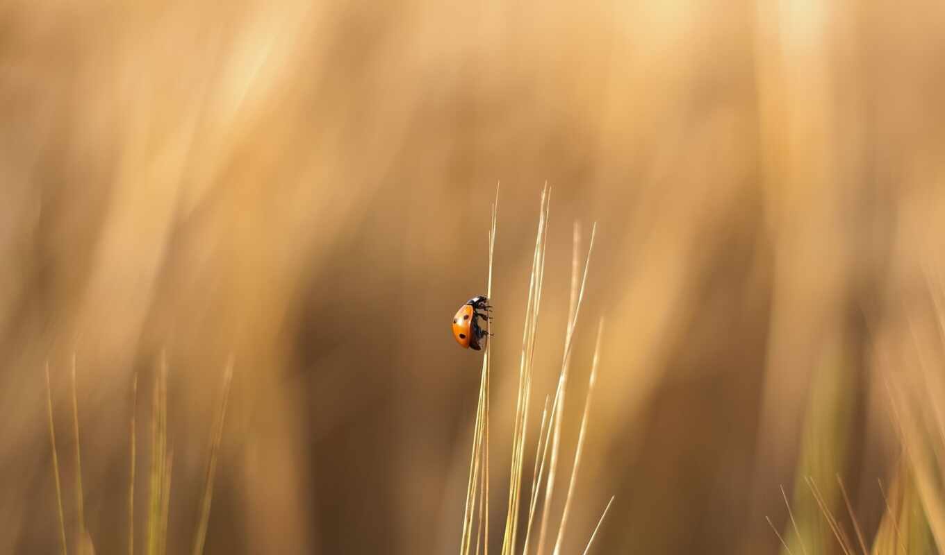 wallpapers, wallpaper, picture, picture, grass, field, insect, God's, cow, a blade of grass, crawling, ladybug