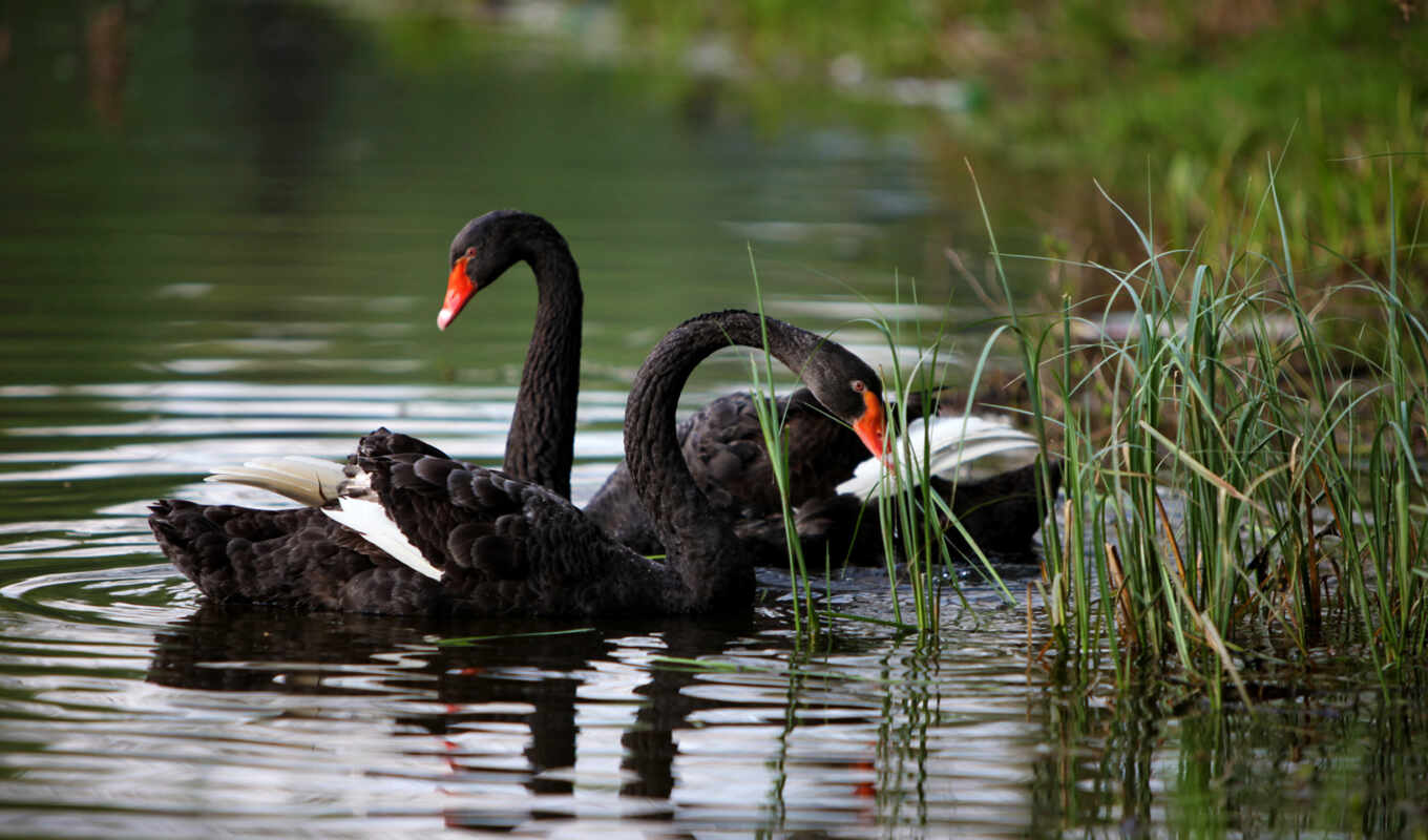 lake, nature, category, completely, animals, swans