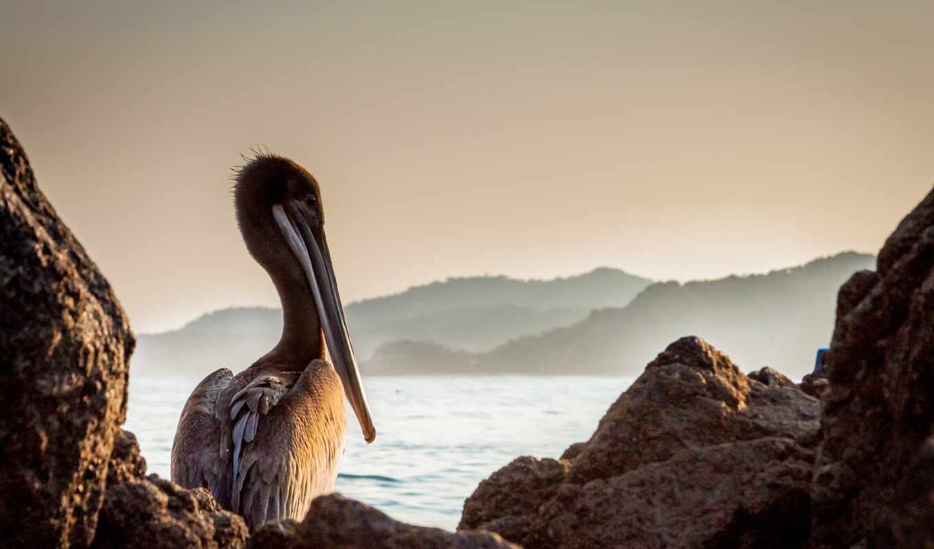 black, взгляд, кот, море, добавить, браун, птица, animal, пожаловаться, pelican